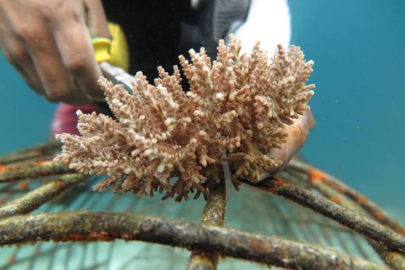 coral plantation